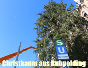 Christbaum 2015 für den Münchner Christkindlmarkt auf dem Marienplatz kommt aus Ruhpolding - die Fichte traf am 12.11.2015 ein (©Foto: Martin Schmitz)